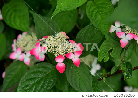 Lagrangia Bridal Shower Hydrangea Lagrangia Bridal Shower Hydrangea 105086290