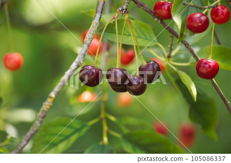 A group of ripening cherries on a tree in close up A group of ripening cherries on a tree in close up 105086337