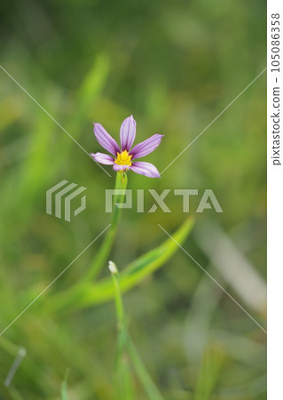 西西林小花 105086358