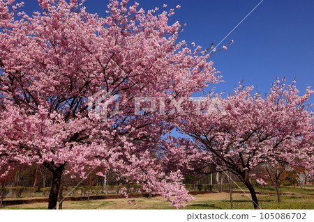Naegashima-cho, Maebashi City, Gunma Prefecture, British variety Acolade in the World Cherry Blossom Zone of the Miyagi Senbonzakura Forest with Senbonzakura on the south side of Akagi 105086702