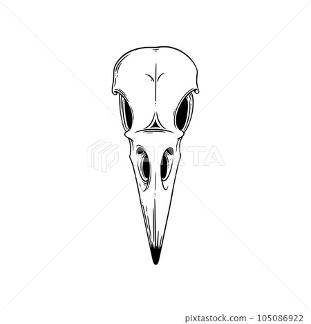 Crow skull sketch. Halloween skull for spooky designs. Vector illustration Crow skull sketch. Halloween skull for spooky designs. Vector illustration 105086922