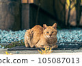站立的貓 105087013
