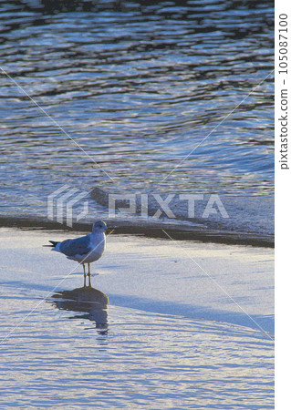 Seagulls resting on the beach at dusk watercolor 105087100