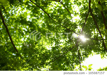陽光透過清新的綠色 105087157