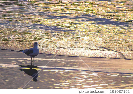 Seagulls resting on the beach at dusk watercolor 105087161