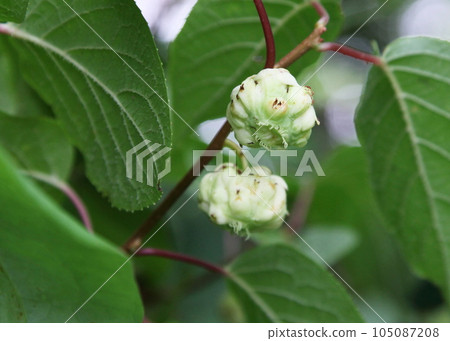 Matthavi的果實(昆蟲) Matthavi的果實(昆蟲) 105087208