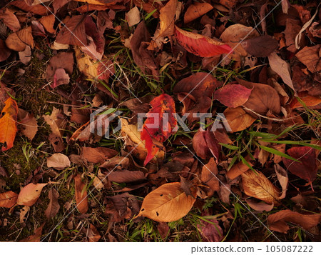 Image photo of fallen leaves 105087222
