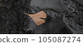 A puddle and fallen leaves of ginkgo 105087274