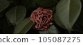 withered camellia flower 105087275