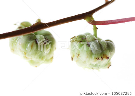 Matthavi的果實(昆蟲) Matthavi的果實(昆蟲) 105087295