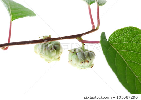 Matthavi的果實(昆蟲) Matthavi的果實(昆蟲) 105087296