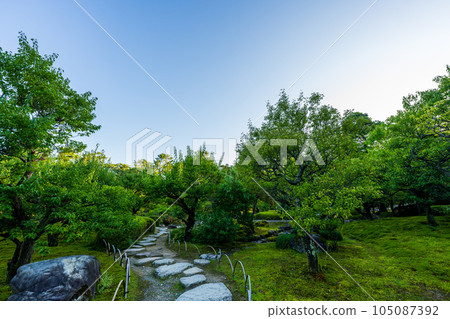 清晨的晴朗藍天和兼六園梅林周圍的風景 | 石川縣金澤市 105087392