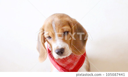 比格犬 比格犬 105087441