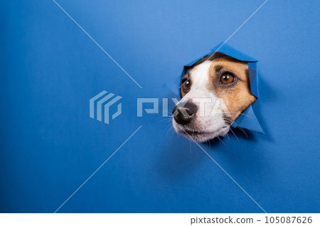 Funny dog jack russell terrier leans out of a hole in a paper blue background.  105087626