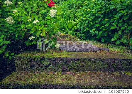 Mossy stone steps and hydrangeas [Kochoji] 105087950