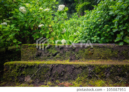 Mossy stone steps and hydrangeas [Kochoji] 105087951