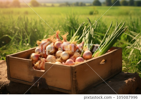 A wooden box full of onions on a green field. A wooden box full of onions on a green field. 105087996