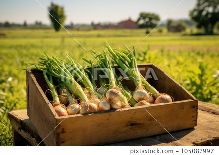 A wooden box full of onions on a green field. A wooden box full of onions on a green field. 105087997