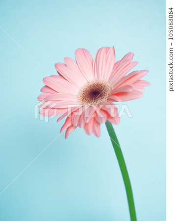 A single pink gerbera flower on a vivid light blue background 105088064