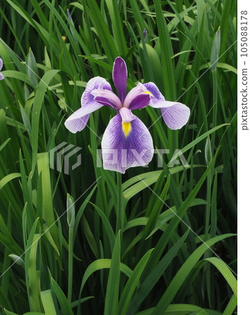 八岳花菖蒲 105088178
