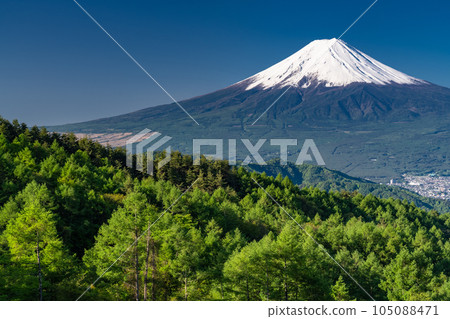 《Yamanashi Prefecture》Mt.Fuji in early summer, virgin forest of fresh green 105088471