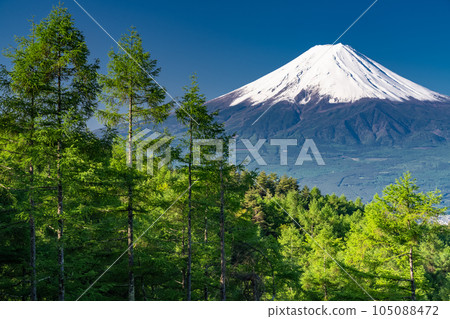 《Yamanashi Prefecture》Mt.Fuji in early summer, virgin forest of fresh green 105088472