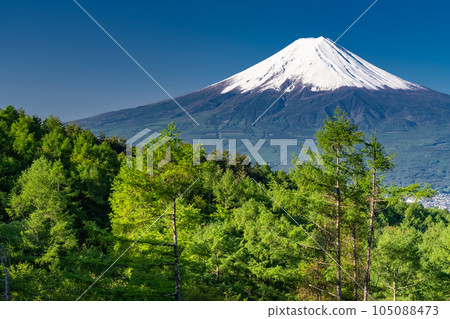 《山梨縣》初夏的富士山，鮮綠的原始森林 105088473