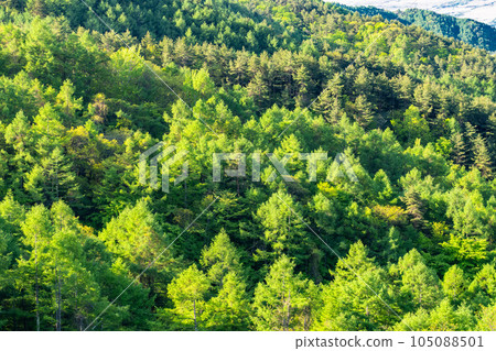 《山梨縣》鮮綠的原始森林 105088501