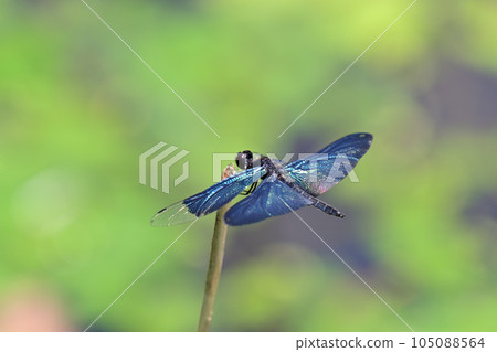 Butterfly dragonfly Butterfly dragonfly 105088564