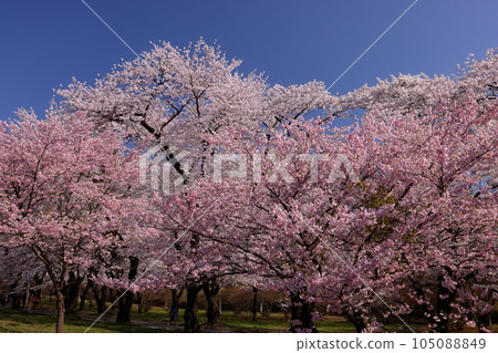 群馬縣前橋市前島町，以宮城千本櫻林中的 1,000 棵櫻花樹而聞名於世、美國和 Arcolade 105088849