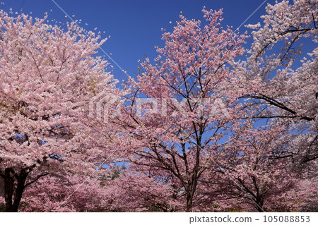 Naegashima-cho, Maebashi City, Gunma Prefecture, famous for its 1,000 cherry blossom trees in the Miyagi Senbonzakura Forest in the world, America and Arcolade Naegashima-cho, Maebashi City, Gunma Prefecture, famous for its 1,000 cherry blossom trees in the Miyagi Senbonzakura Forest in the world, America and Arcolade 105088853