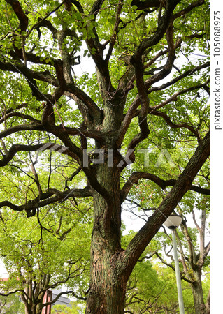Roadside tree  105088975