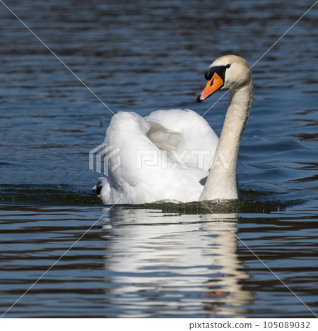 Mute swan, Cygnus olor swimming on a lake in Munich, Germany 105089032