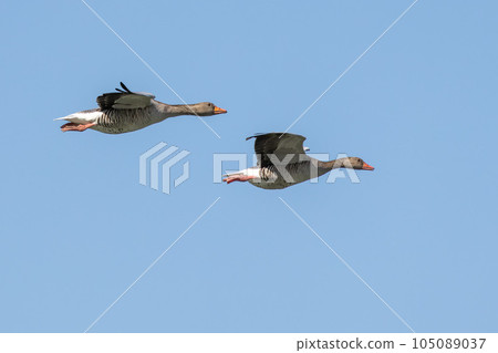 The flying greylag goose, Anser anser is a species of large goose The flying greylag goose, Anser anser is a species of large goose 105089037