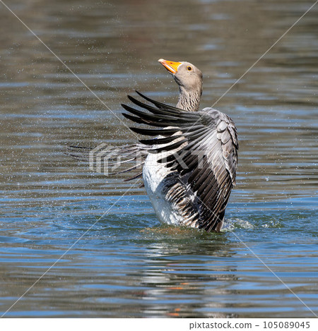 The greylag goose spreading its wings on water. Anser anser is a species of large goose 105089045