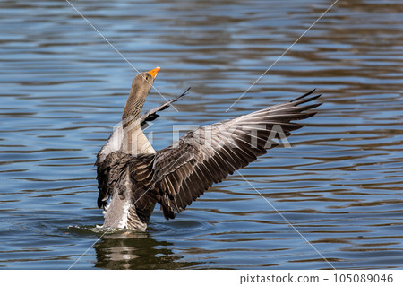 The greylag goose spreading its wings on water. Anser anser is a species of large goose The greylag goose spreading its wings on water. Anser anser is a species of large goose 105089046