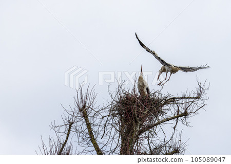White Stork, Ciconia ciconia on the nest in Oettingen, Swabia, Bavaria, Germany, Europe White Stork, Ciconia ciconia on the nest in Oettingen, Swabia, Bavaria, Germany, Europe 105089047