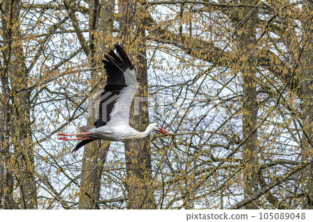 White Stork, Ciconia ciconia on the nest in Oettingen, Swabia, Bavaria, Germany, Europe 105089048