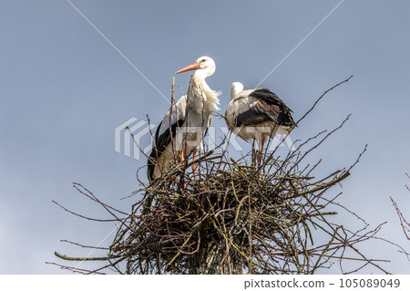 White Stork, Ciconia ciconia on the nest in Oettingen, Swabia, Bavaria, Germany, Europe White Stork, Ciconia ciconia on the nest in Oettingen, Swabia, Bavaria, Germany, Europe 105089049