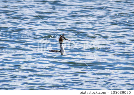Great Crested Grebe, Podiceps cristatus with beautiful orange colors, a water bird with red eyes. 105089050