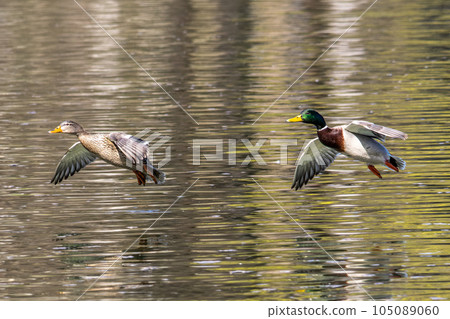 Wild duck or mallard, Anas platyrhynchos flying over a lake in Munich, Germany Wild duck or mallard, Anas platyrhynchos flying over a lake in Munich, Germany 105089060