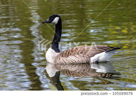 The Canada Goose, Branta canadensis at a Lake near Munich in Germany The Canada Goose, Branta canadensis at a Lake near Munich in Germany 105089076