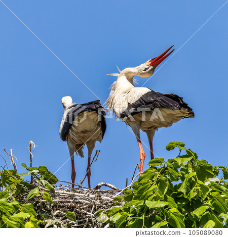 White Stork, Ciconia ciconia on the nest in Oettingen, Swabia, Bavaria, Germany, Europe White Stork, Ciconia ciconia on the nest in Oettingen, Swabia, Bavaria, Germany, Europe 105089080