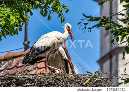 European white Stork, Ciconia ciconia with small babies on the nest in Oettingen, Swabia, Bavaria, Germany, Europe European white Stork, Ciconia ciconia with small babies on the nest in Oettingen, Swabia, Bavaria, Germany, Europe 105089081