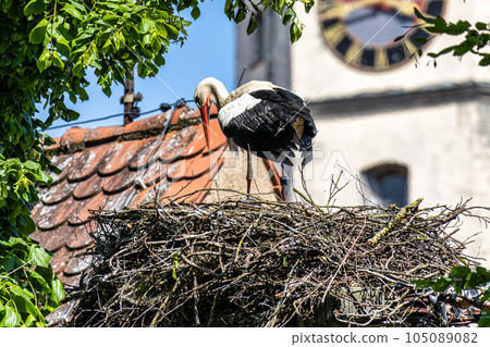 White Stork, Ciconia ciconia on the nest in Oettingen, Swabia, Bavaria, Germany, Europe White Stork, Ciconia ciconia on the nest in Oettingen, Swabia, Bavaria, Germany, Europe 105089082