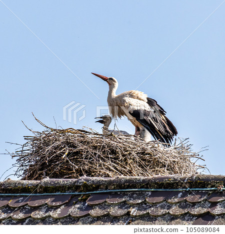 European white Stork, Ciconia ciconia with small babies on the nest in Oettingen, Swabia, Bavaria, Germany, Europe European white Stork, Ciconia ciconia with small babies on the nest in Oettingen, Swabia, Bavaria, Germany, Europe 105089084