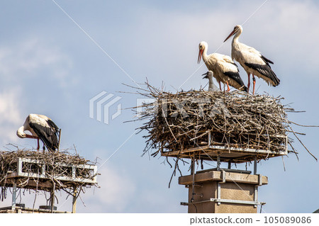 European white Stork, Ciconia ciconia with small babies on the nest in Oettingen, Swabia, Bavaria, Germany, Europe European white Stork, Ciconia ciconia with small babies on the nest in Oettingen, Swabia, Bavaria, Germany, Europe 105089086