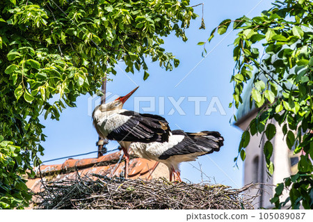 White Stork, Ciconia ciconia on the nest in Oettingen, Swabia, Bavaria, Germany, Europe White Stork, Ciconia ciconia on the nest in Oettingen, Swabia, Bavaria, Germany, Europe 105089087