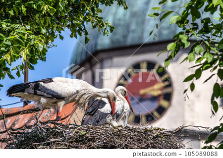 European white Stork, Ciconia ciconia with small babies on the nest in Oettingen, Swabia, Bavaria, Germany, Europe 105089088