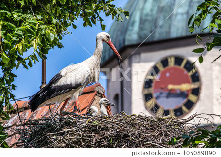European white Stork, Ciconia ciconia with small babies on the nest in Oettingen, Swabia, Bavaria, Germany, Europe 105089090